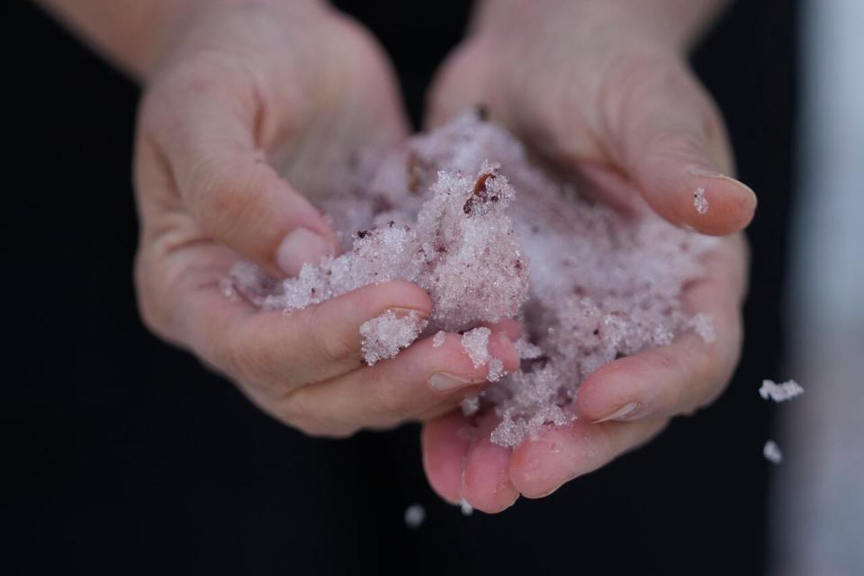 Jana Brough looks at snow with a pink scoop collected in her hand at Tony Grove Lake near Logan, Utah on Wednesday, June 28, 2023. The color of the snow has intrigued hikers and campers across Utah this summer. 