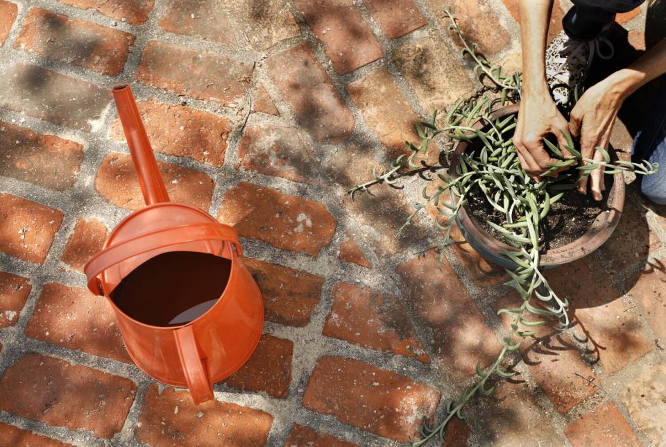 Zan Dubin-Scott using shower water on her potted plants