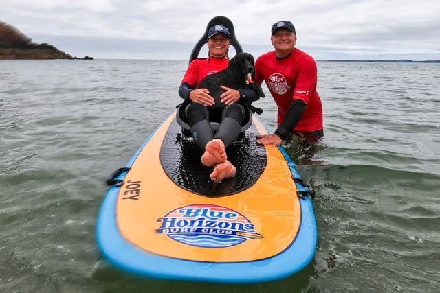 <p>Ollie Bird Jr.</p> Ariel the dog helps out at Blue Horizons Surf Club