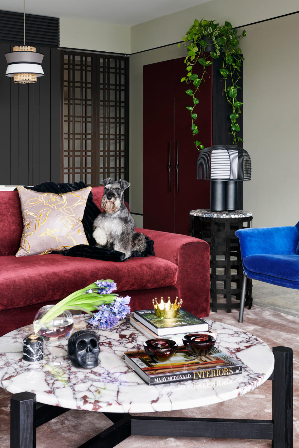 a dog sitting on a red sofa