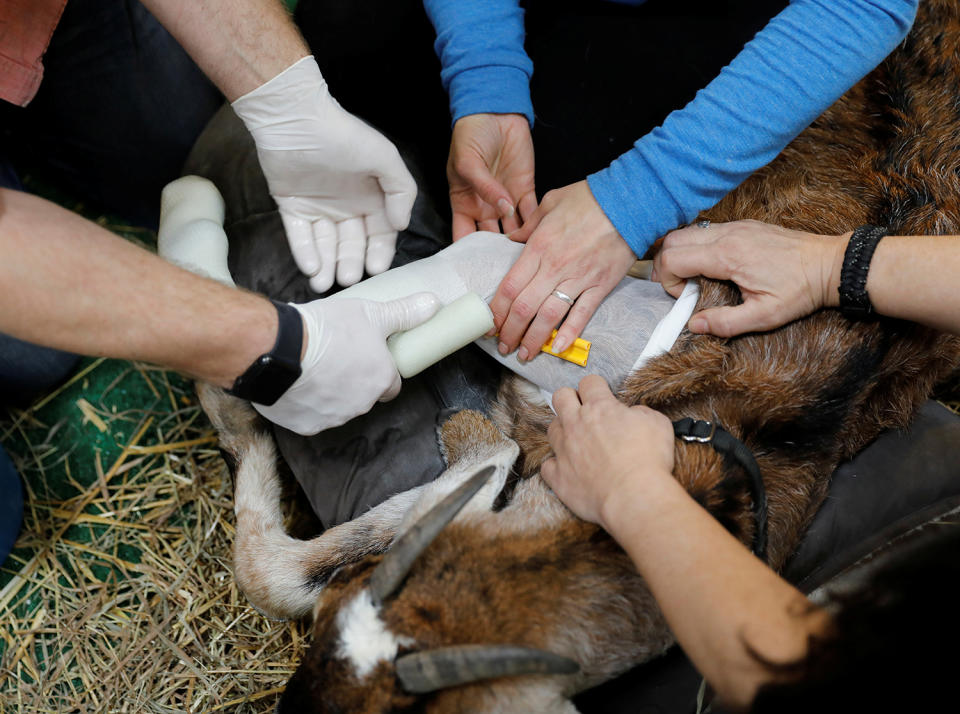 <p>Derrick Campana vom Animal Ortho Care in Sterling, Virginia, bekommt Hilfe, während er versucht, eine Lösung für Beauty zu finden – eine Ziege, die nicht alleine auf ihren dauerhaft kaputten Beinen stehen kann, 27. März 2017. (Kevin Lamarque/Reuters) </p>