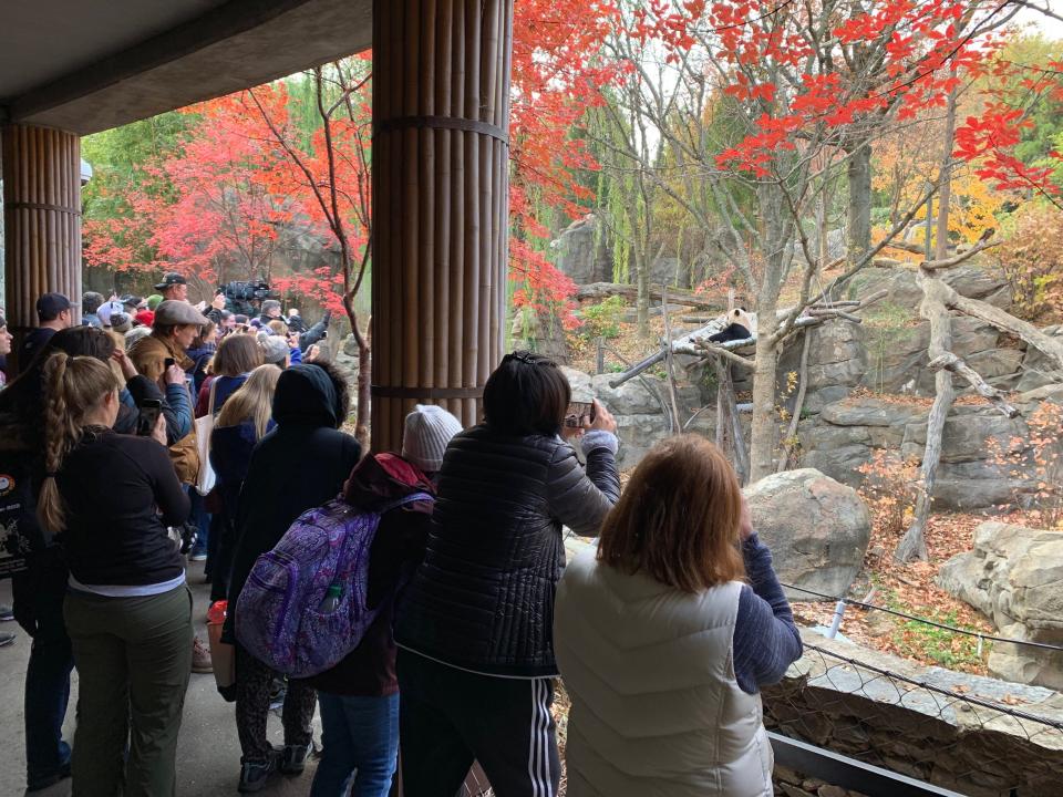 Visitors at the National Zoo in Washington, D.C., watch as Bei Bei enjoys a snack on Nov. 18, 2019.