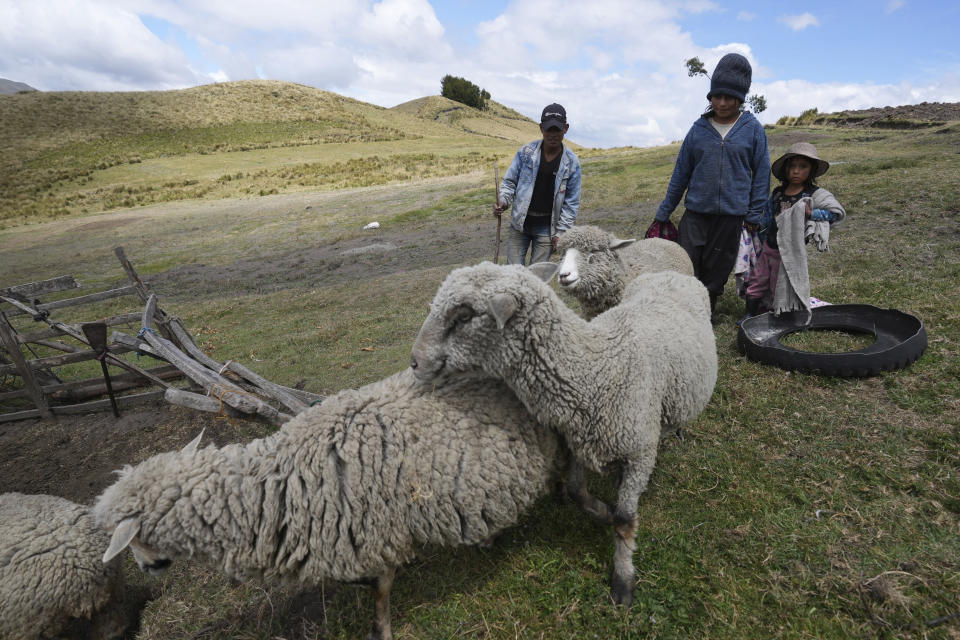 Niños indígenas arrean a las ovejas en la provincia de Ecuador, el viernes 2 de diciembre de 2022. La desnutrición infantil es crónica entre los 18 millones de habitantes de Ecuador, golpeando más a las zonas rurales y a la población indígena del país, de acuerdo con Erwin Ronquillo, secretario del programa gubernamental Ecuador Crece Sin Desnutrición. (AP Foto/Dolores Ochoa)