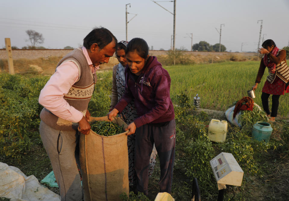 Family members help Indian farmer Ram Singh Patel, left, to weigh a sack of freshly yielded chillies at his farm in Fatehpur district, 180 kilometers (112 miles) south of Lucknow, India, Saturday, Dec. 19, 2020. Patel's day starts at 6 in the morning, when he walks into his farmland tucked next to a railway line. For hours he toils on the farm, where he grows chili peppers, onions, garlic, tomatoes and papayas. Sometimes his wife, two sons and two daughters join him to lend a helping hand or have lunch with him. (AP Photo/Rajesh Kumar Singh)