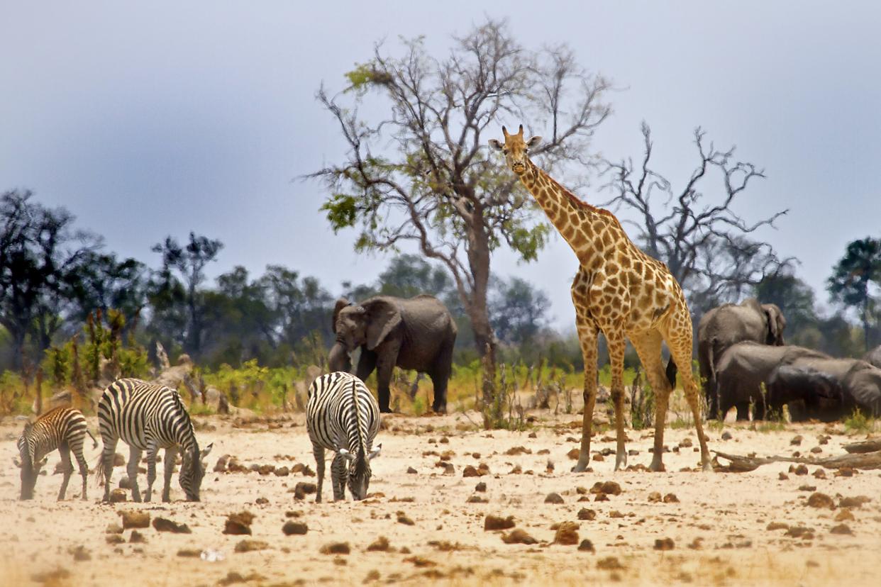 wildlife in Hwange National Park