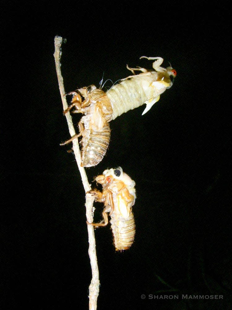 A 17-year cicada emerges from its shell.
