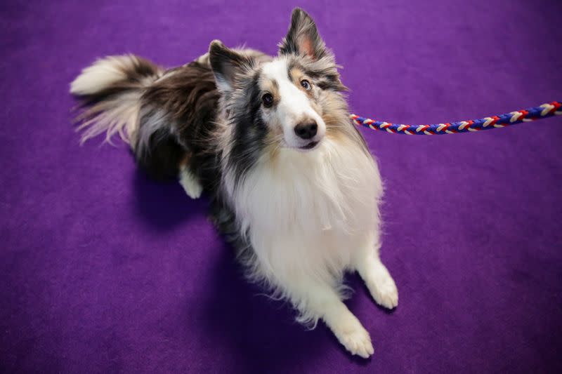 Callie Wolf, a collie dog sits ahead of participating in the Masters Agility Championship during the Westminster Kennel Club Dog Show in New York