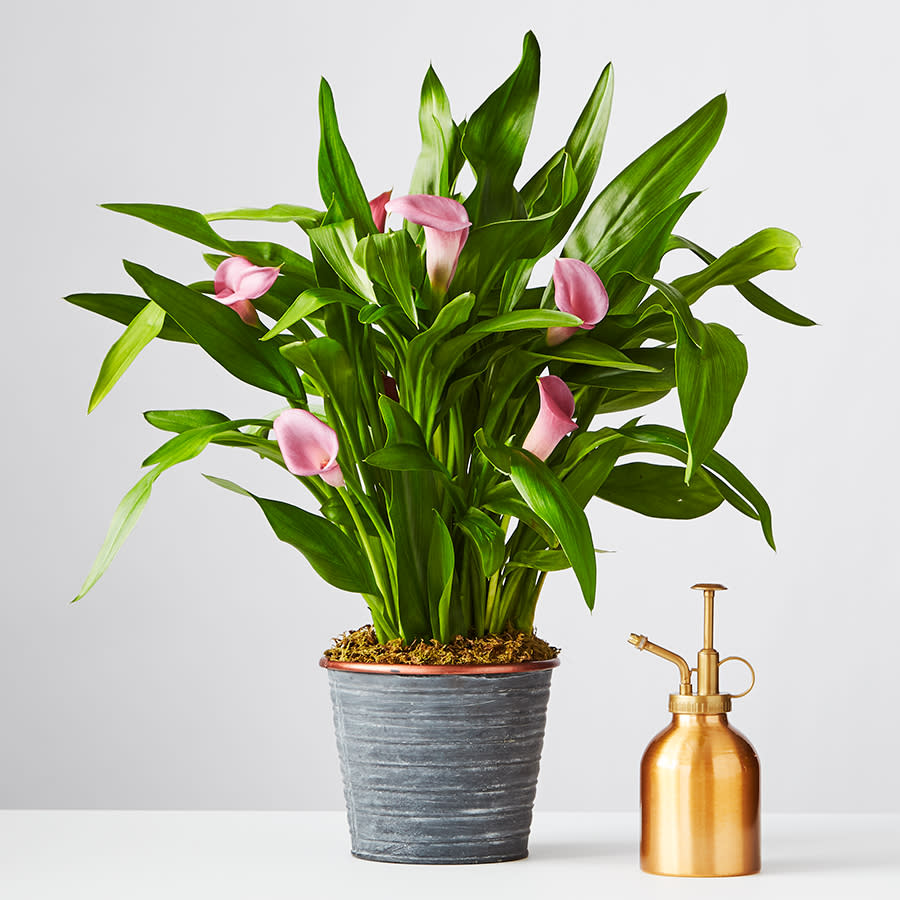 <p><a href="https://go.redirectingat.com?id=74968X1596630&url=https%3A%2F%2Fwww.plants.com%2Fp%2Fpink-calla-lily-177072&sref=https%3A%2F%2Fwww.housebeautiful.com%2Fentertaining%2Fholidays-celebrations%2Fg4365%2Fmothers-day-flowers-ideas%2F" rel="nofollow noopener" target="_blank" data-ylk="slk:Shop Now;elm:context_link;itc:0;sec:content-canvas" class="link rapid-noclick-resp">Shop Now</a></p><p>Pink Calla Lily</p><p>plants.com</p><p>$64.99</p>