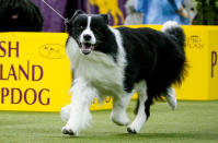 <p>Slick, a border collie walks during judging of the herding group at the 142nd Westminster Kennel Club Dog Show in New York, Feb. 12, 2018. (Photo: Brendan McDermid/Reuters) </p>