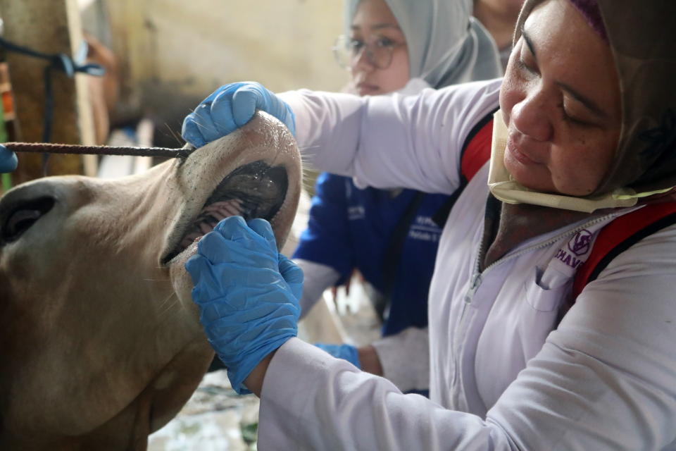 A veterinarian checks the mouth of a cow before injecting a dose of the foot-and-mouth vaccine at a farm in Bogor, West Java, Indonesia, 29 June 2022.