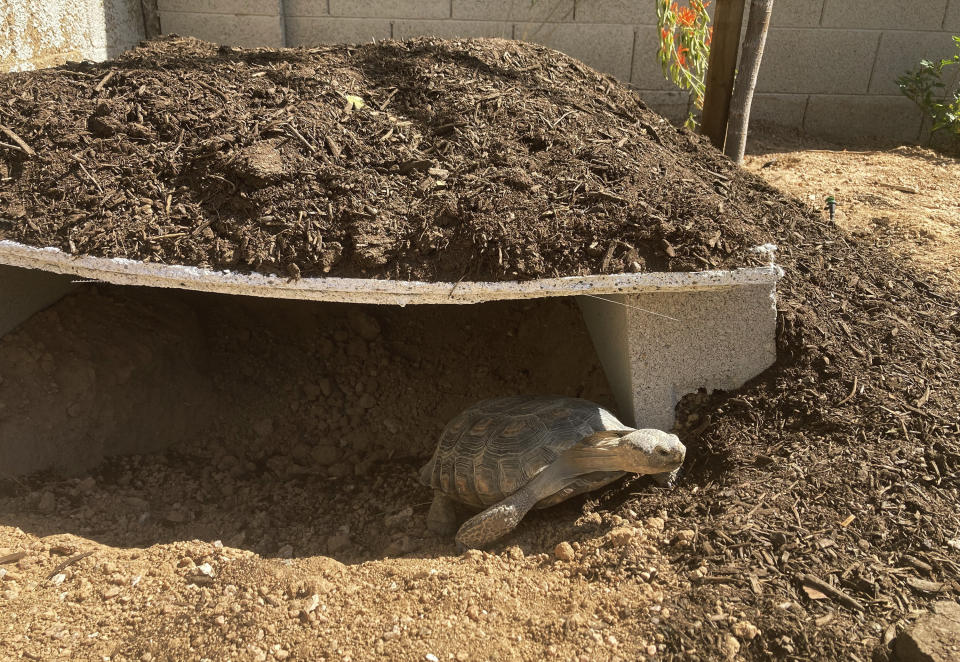 Dotty the desert tortoise climbs out of her man-made burrow in Scottsdale, Ariz., on May 5, 2023. The surprising warmth of these ancient cold-blooded creatures has made them popular pets for families with pet dander allergies and for retirees. (AP Photo/Alina Hartounian)