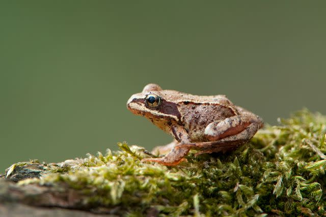 <p>Getty</p> A common frog.