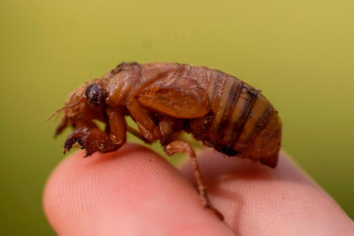 PHOTO: A periodical cicada nymph is held in Macon, Ga., March 27, 2024.  (Carolyn Kaster/AP)