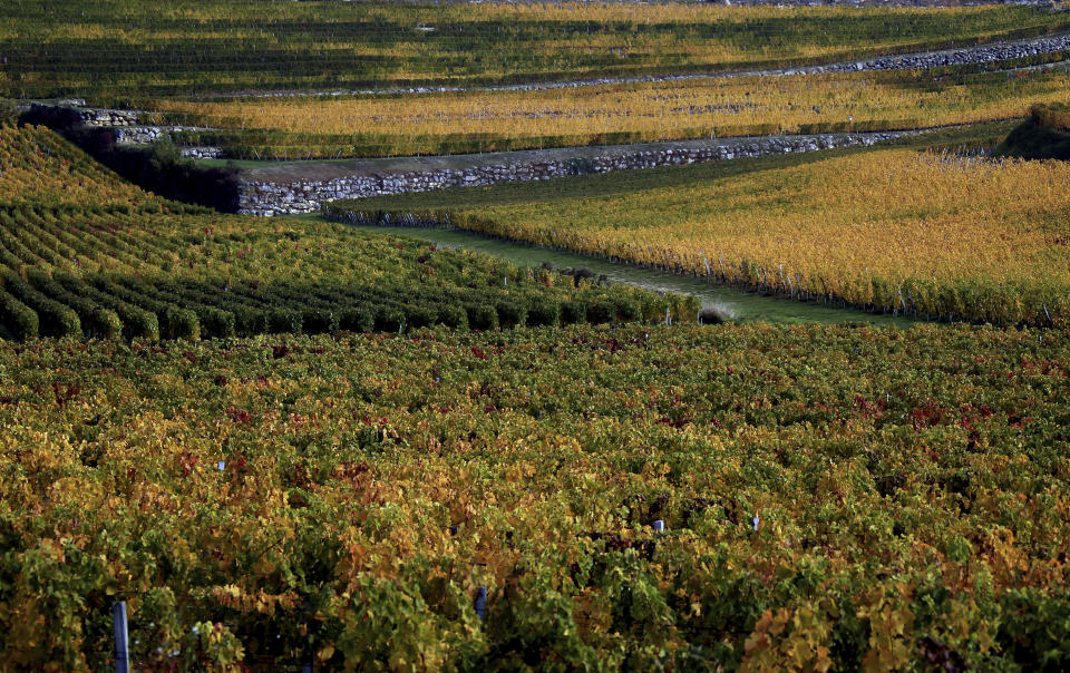 FILE - This Oct.26, 2015 file photo shows vineyards around Saint-Emilion, southwestern France. Scientists say damaging frost that caused significant economic loss to France’s central winegrowing region this year was made more likely by climate change. A report released Tuesday, June 15, 2021 by a group of researchers who study the link between global warming and weather events suggests that the intense April 6-8 frost in France was particularly damaging due to a preceding warm period in March.(AP Photo/Bob Edme,File)