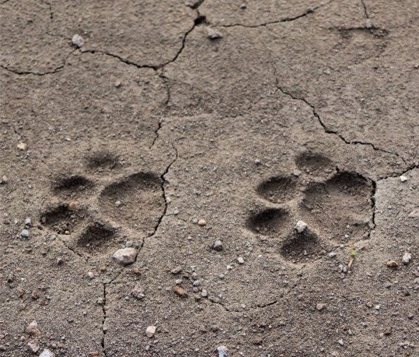 Huellas de jaguar en la Sierra de Quila. Foto: cortesía Conanp.