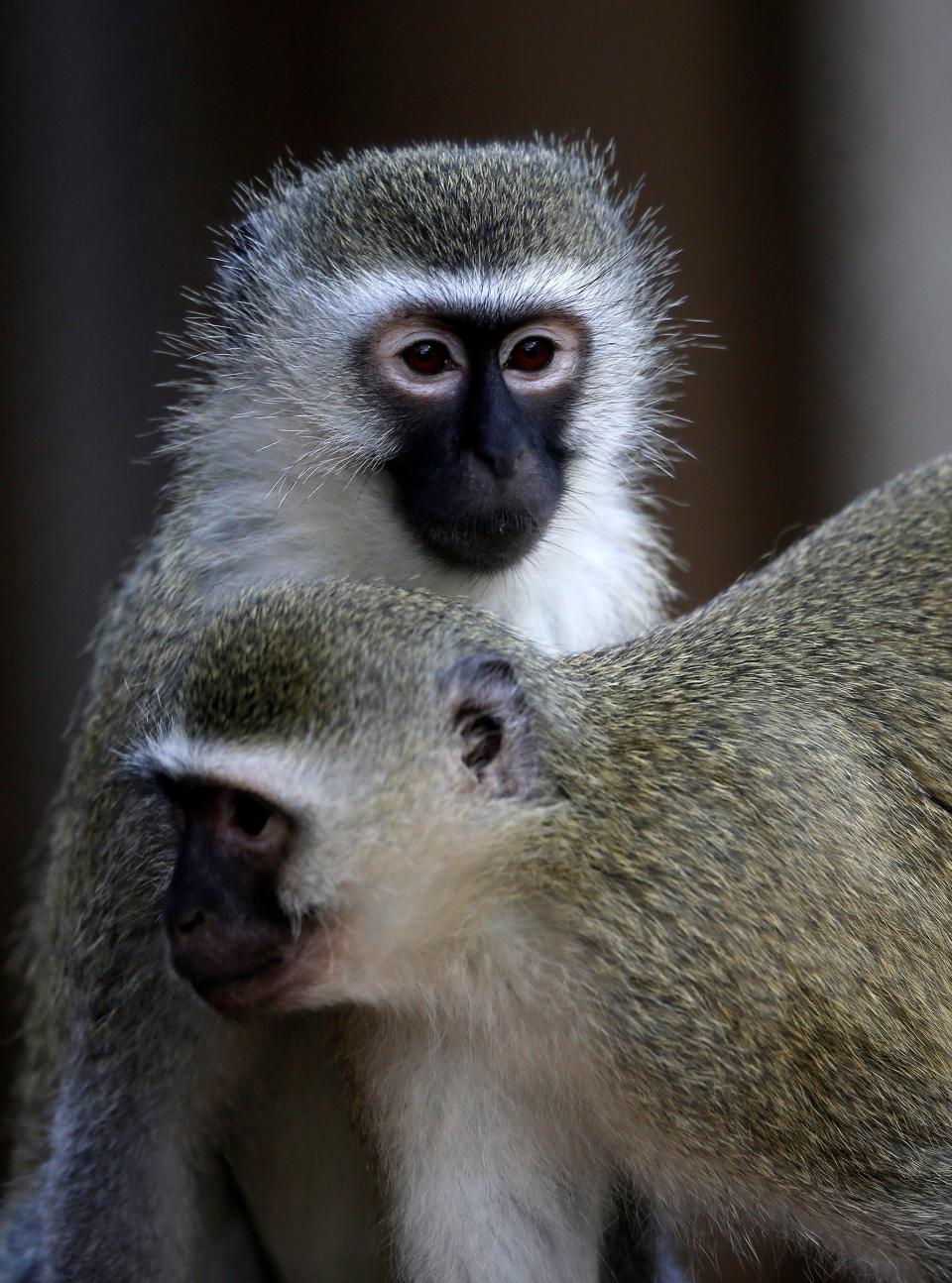 Vervet monkeys play in their display in the new Heart of Africa exhibit at the Columbus Zoo and Aquarium on May 17, 2014.