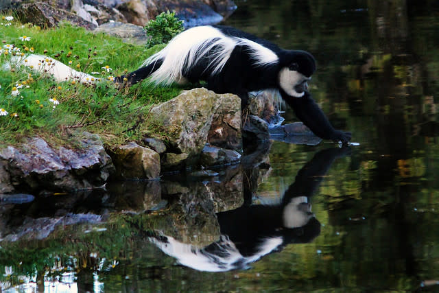 Colobus Monkey