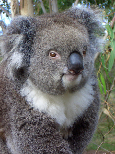 There's more to koalas than you think