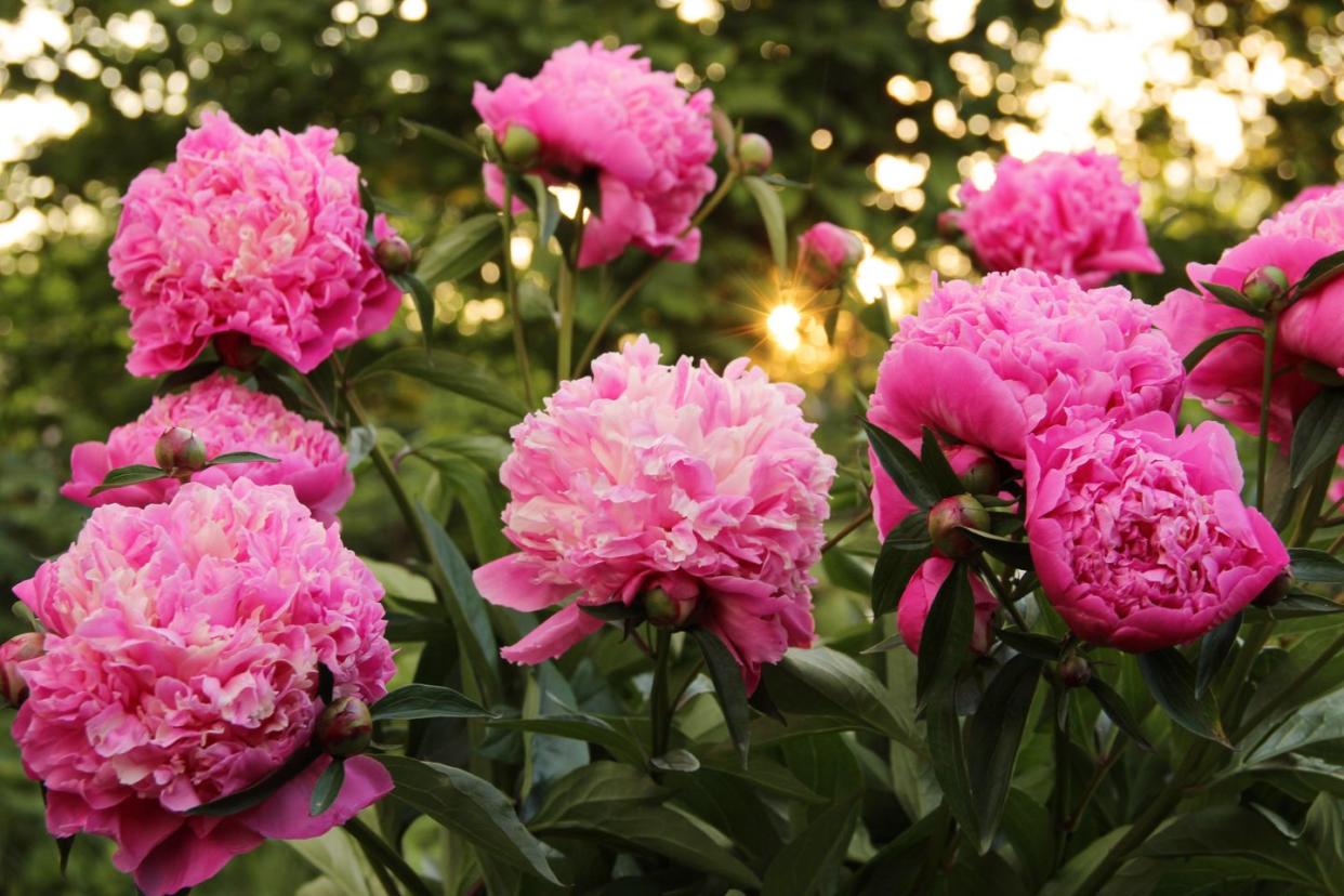 peonies