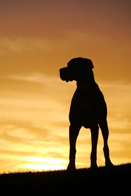 Macy the Great Dane