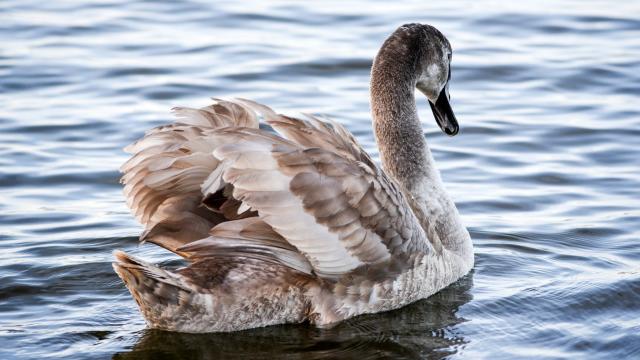 Grey swans, and what a bit of linguistics can teach you about