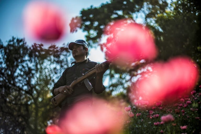 A community police member stands guard at an illegal poppy field -- many admit to taking part in the opium poppy trade