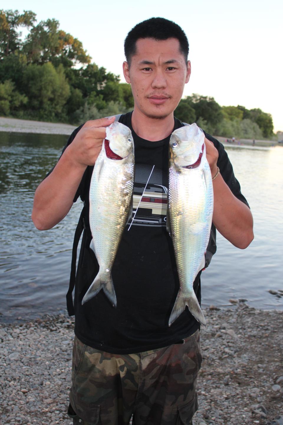American shad like these two are the reward for anglers fishing the American and Sacramento rivers in May and June.
