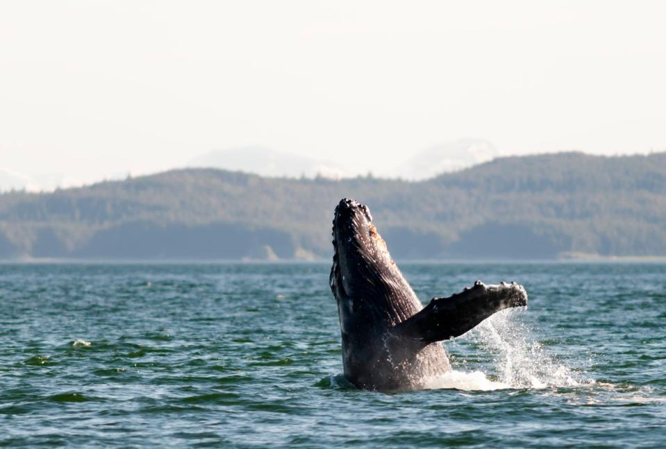 Humpback whale breaching off of an Alaskan coast