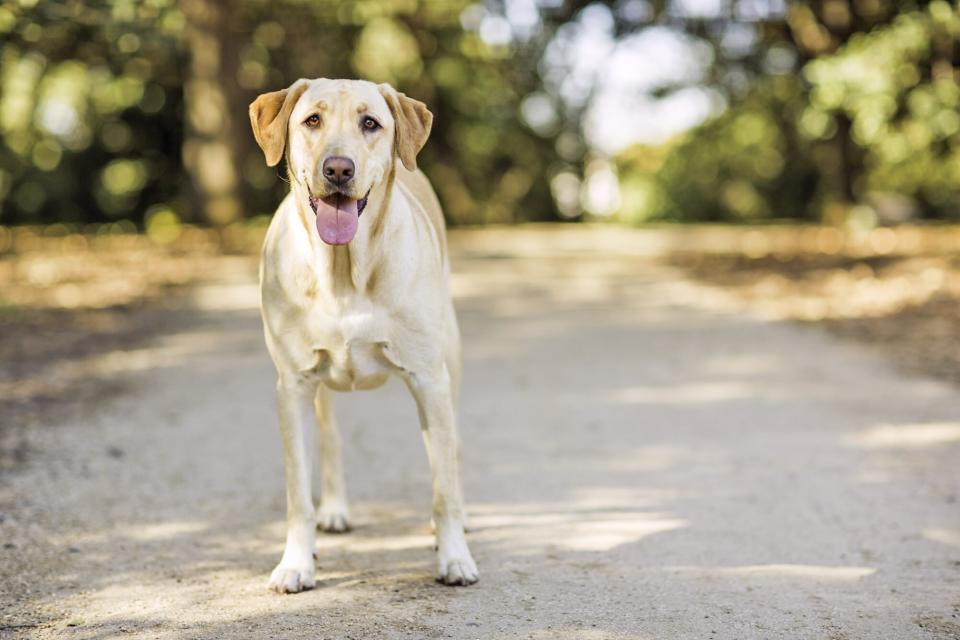 slender, taller American Labrador retriever standing on a wooded path; English Labrador vs American Labrador