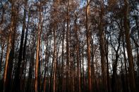 Charred trees are pictured in a patch of forest burnt during the recent bushfires in Conjola Park