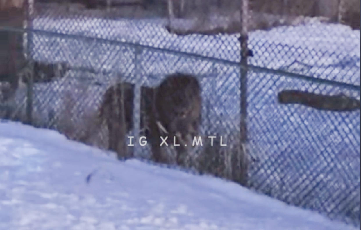 Lion behind a fence in Ontario.