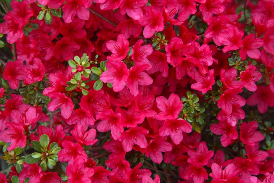 bright pink azalea flowers on small azalea bush filling frame, surrey, england