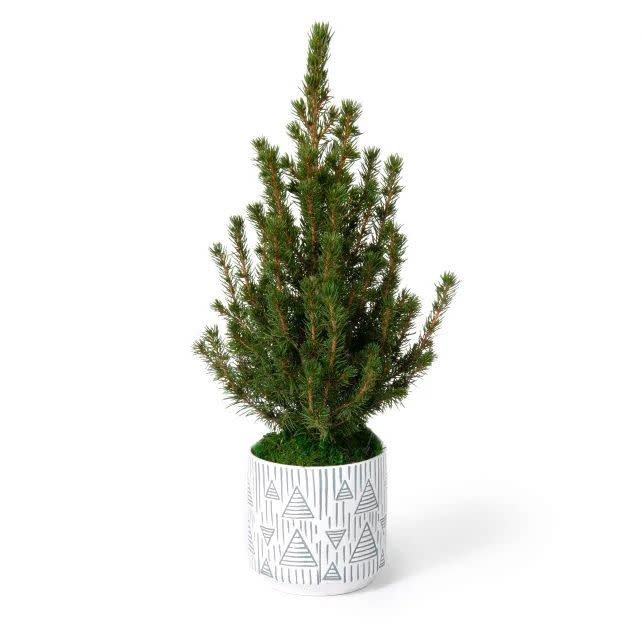 13) 16- to 19-Inch Live Spruce Tree