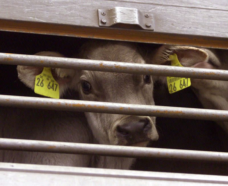 FILE PHOTO: A YOUNG CALF LOOKS OUT FROM A TRUCK IN WESTERHEIM.