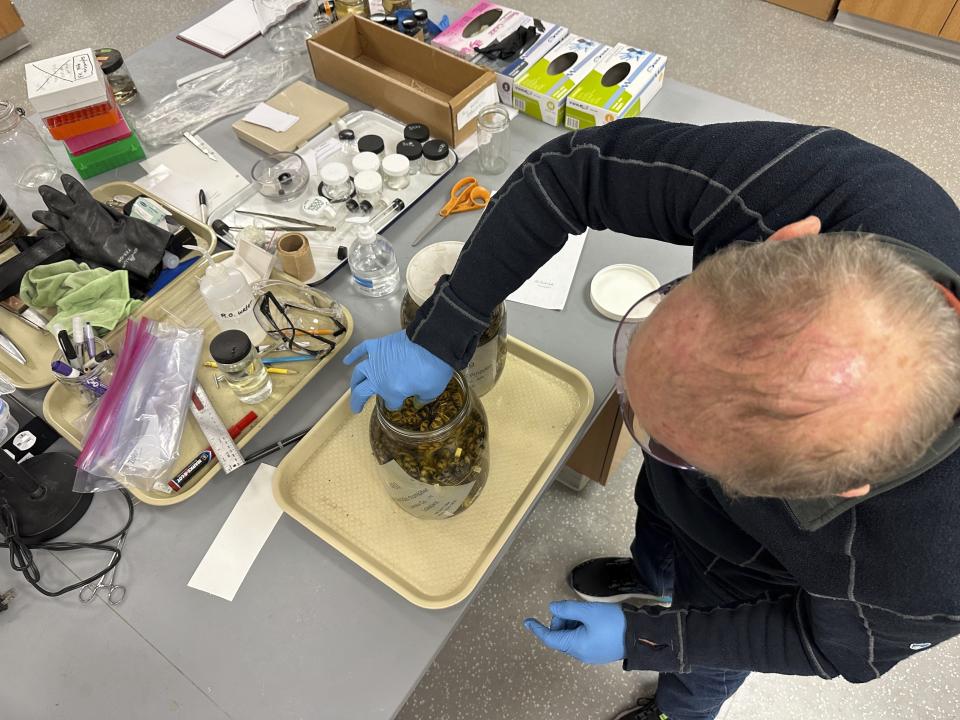 Greg Schneider, research museum collections manager for the University of Michigan Museum of Zoology's division of reptiles and amphibians, reaches into a jar containing snake specimens Wednesday, Oct. 18, 2023, in Ann Arbor, Mich. They are part of a donation from Oregon State University that could make Michigan's collection of snake specimens the largest held by any research institution in the U.S. (AP Photo/Mike Householder)