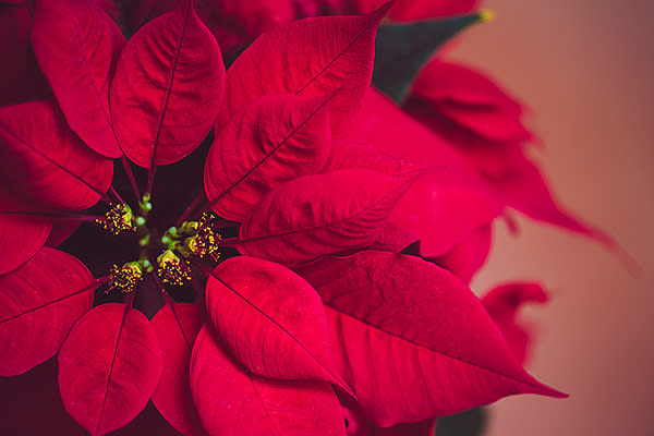 Mantener el color característico de la planta Nochebuena requiere de tiempo y dedicación. Foto: Jennifer A. Smith / Getty Images.