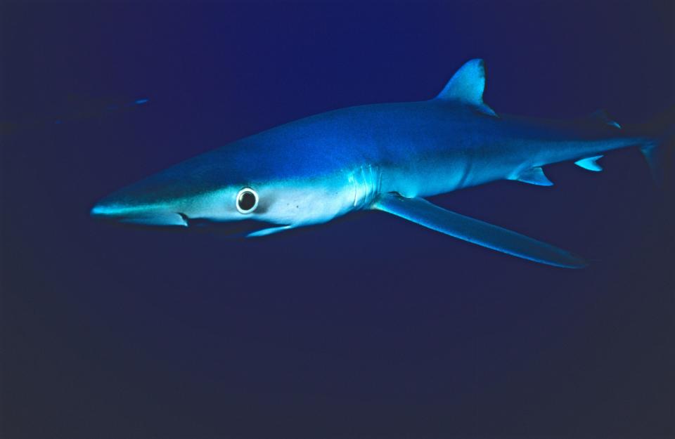 A blue shark is pictured in this undated file photo. / Credit: Auscape/Universal Images Group via Getty Images