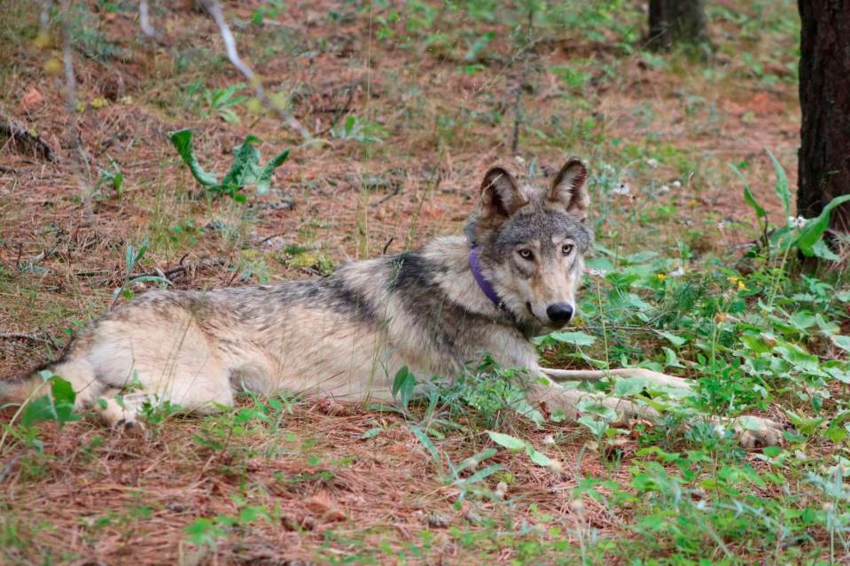 A protected gray wolf is seen near Yosemite, Calif., in Feb. 2021. The Biden administration said Friday, June 4 it is canceling or reviewing a host of actions by the Trump administration to roll back protections for endangered or threatened species, with a goal of strengthening a landmark law while addressing climate change.