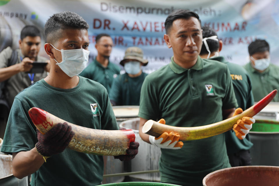 Staff at a government waste management facility display seized ivory tusks before destroying them Tuesday, April 30, 2019, outside Seremban, Malaysia. Malaysia has destroyed nearly four tons of elephant tusks and ivory products as part of its fight against the illegal ivory trade. (AP Photo/Vincent Thian)