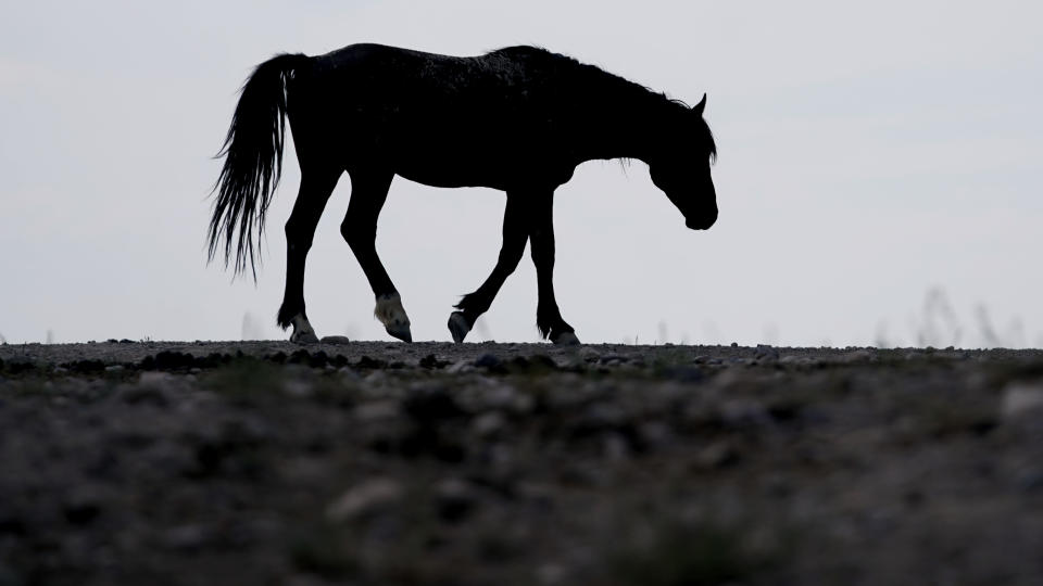 A wild horse walks to a watering trough on July 8, 2021, near U.S. Army Dugway Proving Ground, Utah. Mustangs from this herd were later rounded up as federal land managers increased the number of horses removed from the range during an historic drought. They say it's necessary to protect the parched land and the animals themselves, but wild-horse advocates accuse them of using the conditions as an excuse to move out more of the iconic animals to preserve cattle grazing. (AP Photo/Rick Bowmer)