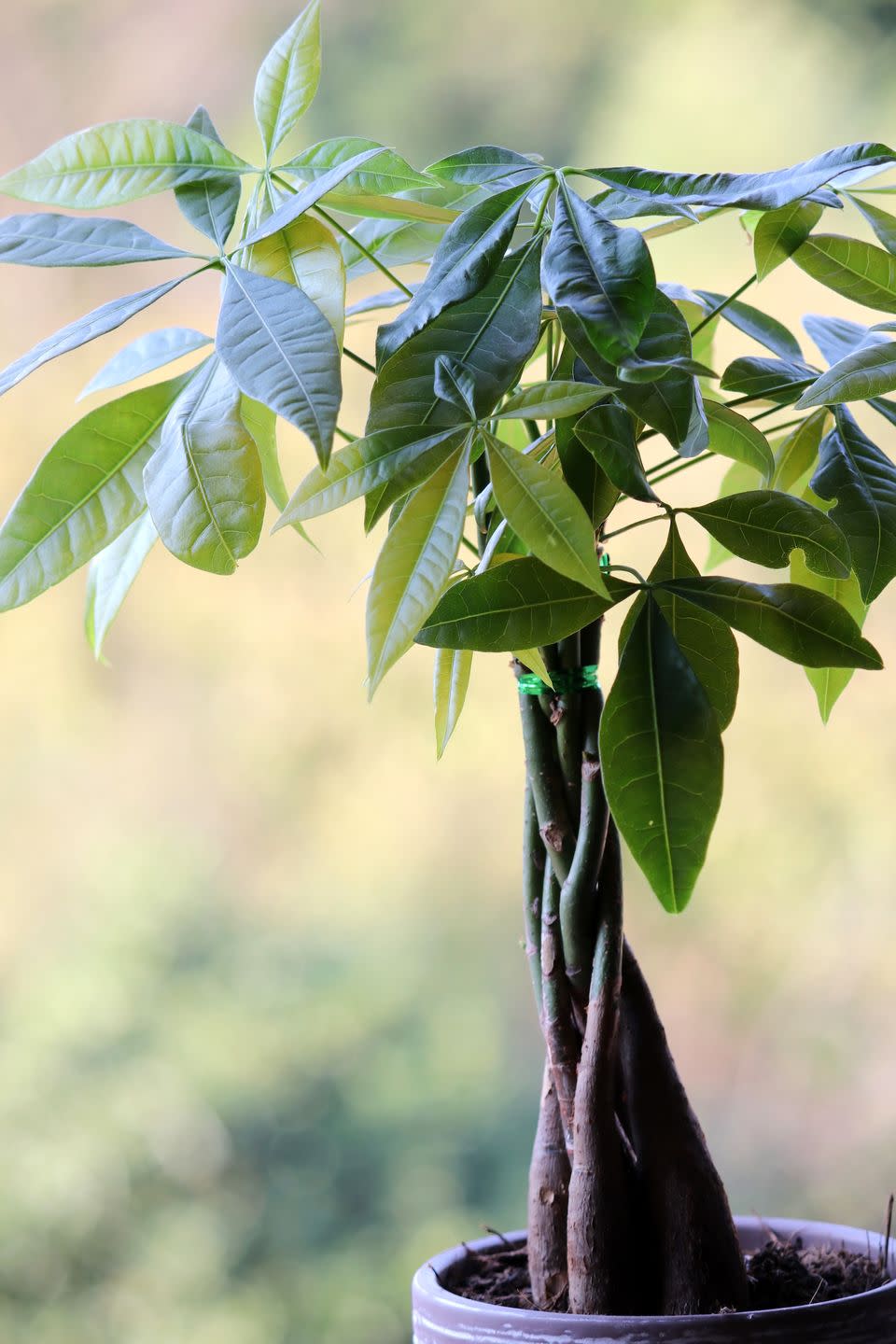 13) Money tree (pachira aquatica)