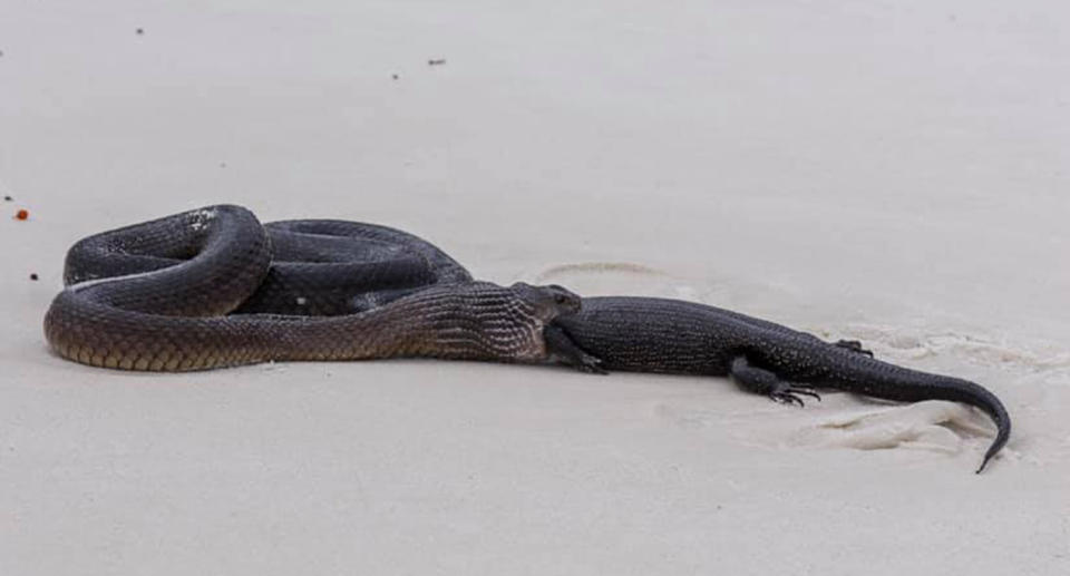 The beachgoers came across the snake devouring the lizard on Little Beach near Albany in Western Australia. Image: Facebook/Holly King