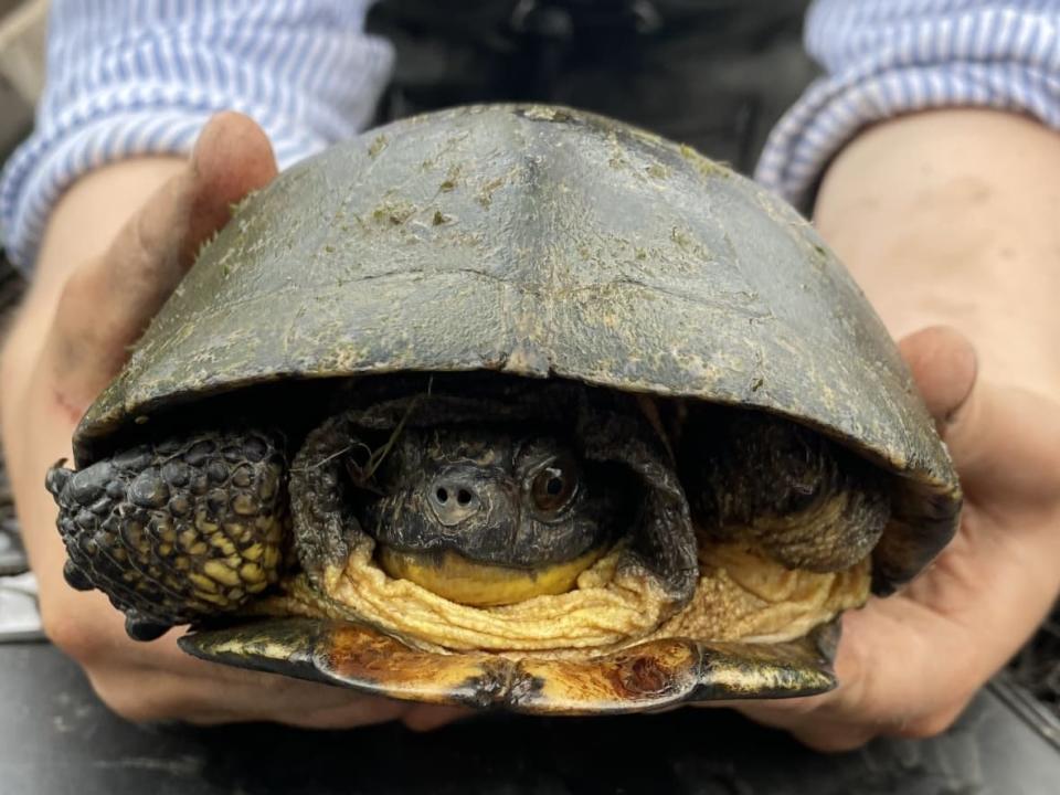 Shimmy, a Blanding's turtle, was found at the Royal Botanical Gardens in Burlington after previously being spotted on the north shore of Lake Erie. (Royal Botanical Gardens/Supplied - image credit)