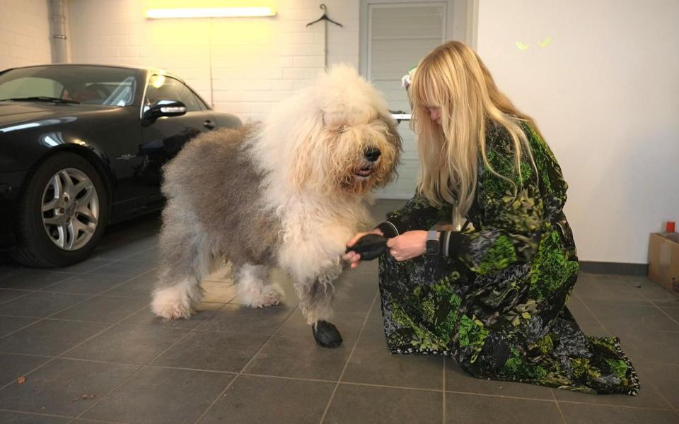 Zum Gassigehen bei Mistwetter zieht Frauchen dem Bobtail spezielle Schühchen an. (Bild: RTL)