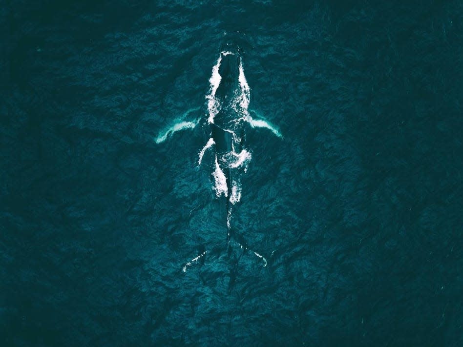 aerial view of whale