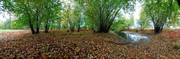 An intact silver maple floodplain forest in the fall