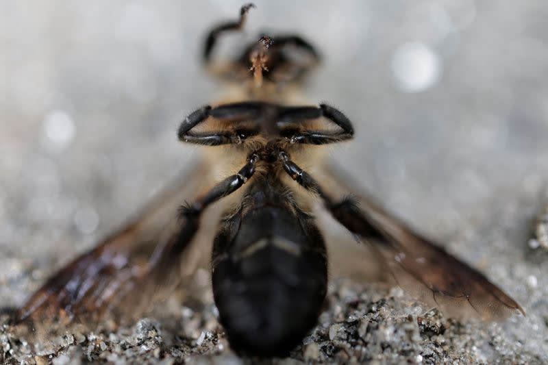 The Wider Image: Nepal's honey gatherers say fewer hives threaten tradition