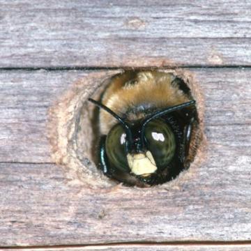 Carpenter Bee