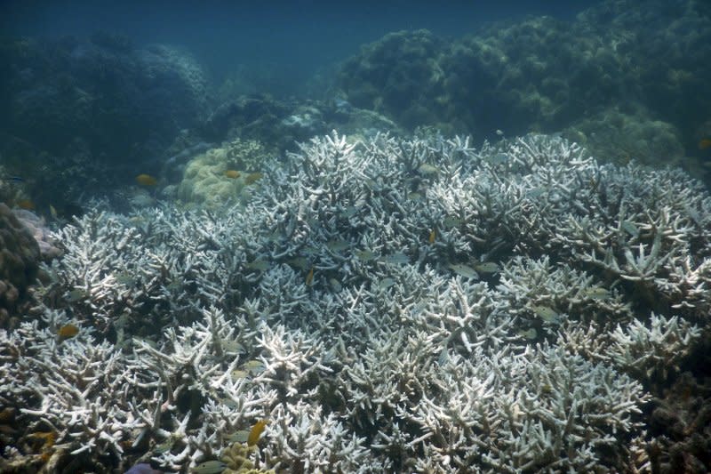 澳洲大堡礁的珊瑚1/3已白化死亡。（美聯社）