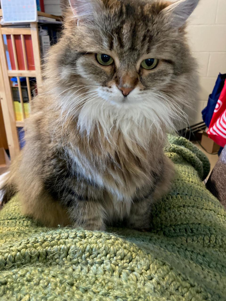 A photo of Sister Diana Doncaster's cat, Motka, who is a Siberian Forest Cat. She shares a similar name to Baby Motka. Doncaster says her cat's full name is 'Her Royal Furryness, Motka the Wise of Wintermist, Princess of Tails.'